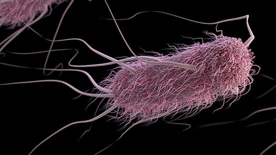 E. coli responsable des infections urinaires